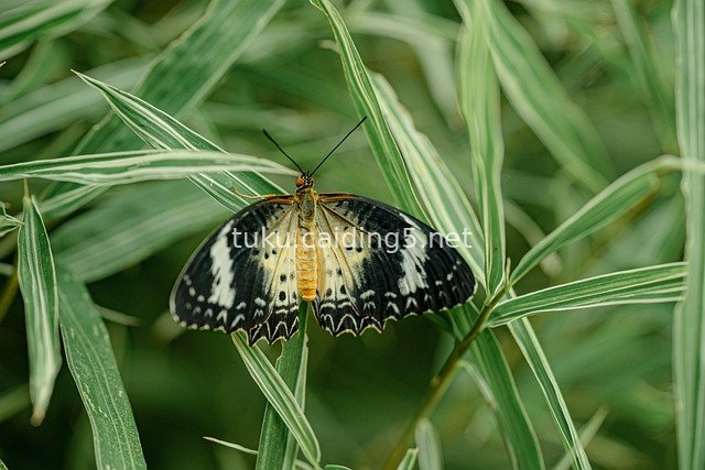 白纹绿叶间的黑翅蝴蝶自然生态图