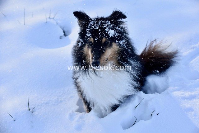 Sheltie in Winter Snow: Adorable Pet Moment