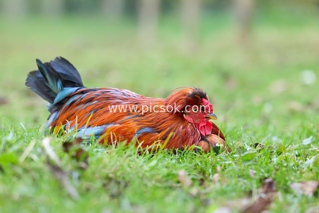 彩色公鸡卧绿草地 自然户外生动家禽图