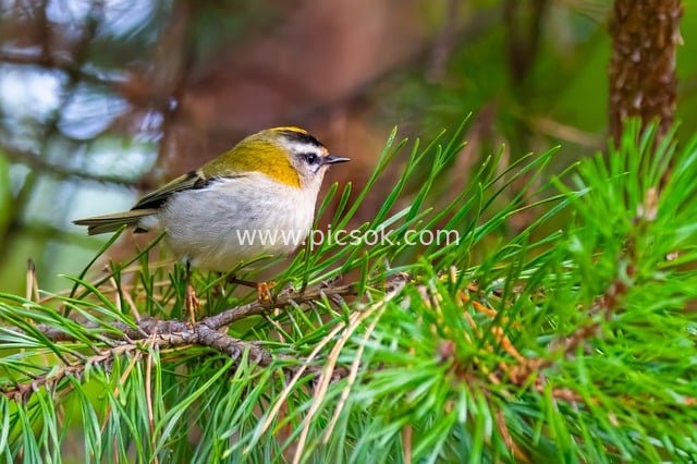 Goldcrest Perched on Pine Branch | Wildlife Songbird Nature Photography