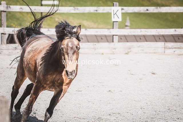 Brown Mare Galloping on Sand Near Fence