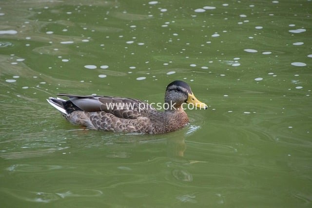 雌性绿头鸭池塘游泳 自然野生水禽场景