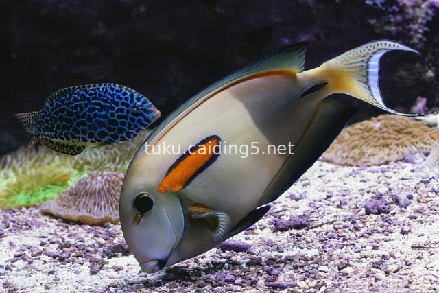 橙斑刺尾鱼与豹纹鱼 热带水族馆水下景观