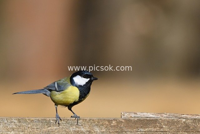 Great Tit Perched on Old Wooden Railing – Close-up of a Lively Wild Bird