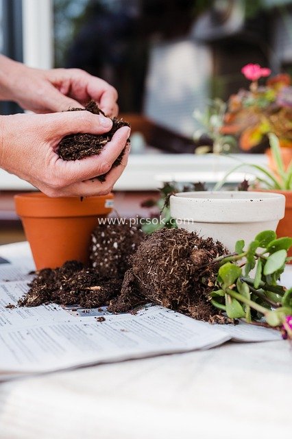 园艺换盆日常：双手土壤与多肉陶土盆的种植瞬间