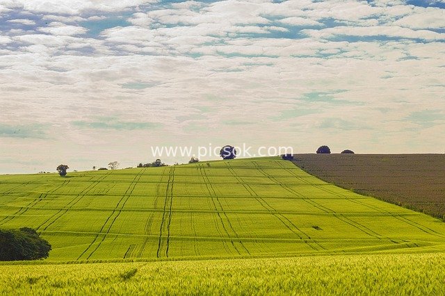 Summer Green Wheat Fields: Pastoral Agricultural Landscape Under Blue Sky and White Clouds