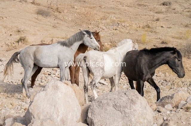 荒漠岩石间的野生马群 自然背景壁纸素材