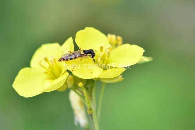 微距拍摄食蚜蝇停驻黄色油菜花的自然瞬间