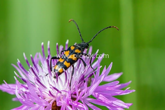 Macro Close-up of a Four-banded Longhorn Beetle Resting on a Purple Cornflower