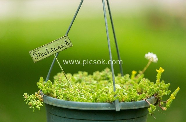 悬挂绿植盆栽 春日生机与温馨祝福