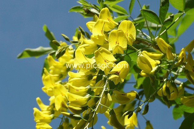 Golden Chain Flowers in Bloom: Bright Yellow Blossoms Among Blue Sky and Green Leaves
