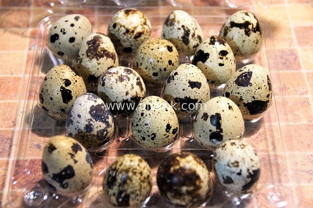 Close-up of Fresh Quail Eggs – Nutritious Protein Ingredient Trade Scene