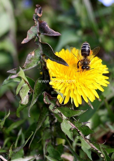 黄色蒲公英上的蜜蜂采蜜自然场景图