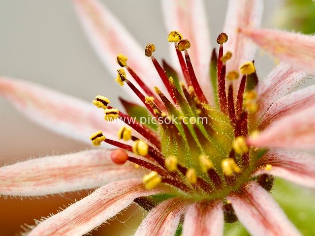 多肉花朵微距特写 粉色花瓣与黄色花粉细节