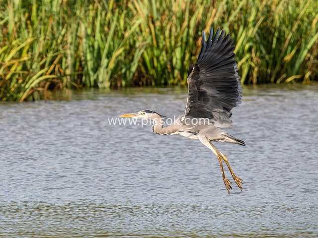 nature, wildlife, bird, plumage, waterfowl, feathers, avian, water, ornithology, birdwatching, uk, wings, heron, flying, flight