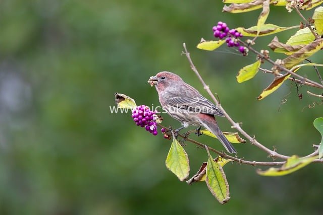Cardinal Pecking Purple Berries on a Branch | Nature & Bird Photography