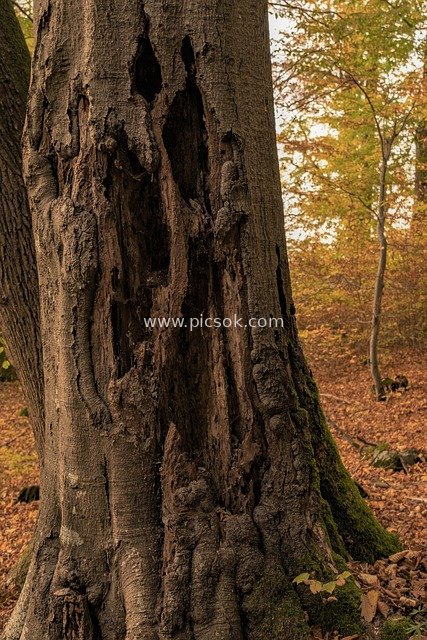 Close-up of a Giant Tree Hollow on an Ancient Trunk with Natural Pest Damage Traces