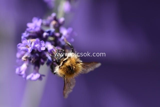 bumblebee, lavender, insect, nature, close up, macro, pollination, honey bee, wing, entomology, blossom, bloom, nectar, pollen, flower, violet, spring, garden, flora, biology, eco system