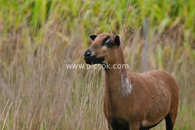 Cameroon Sheep Foraging in the Meadow