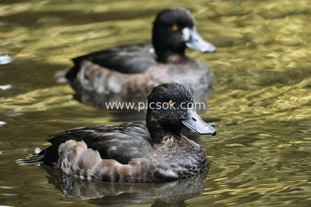 水面游弋的黑褐色鸭子 野生水鸟自然场景