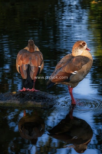两只埃及雁 水面倒影相映成趣