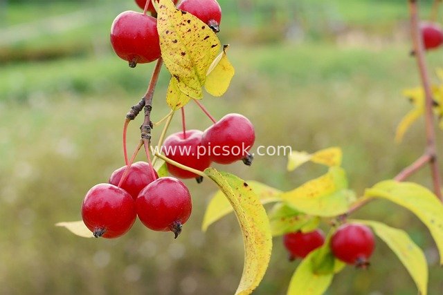 Autumn Red Mini Apples - Natural Plant Material with Blurred Background