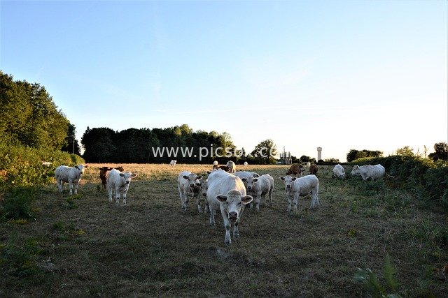Rural Field Natural Scene with White Cattle and Calves
