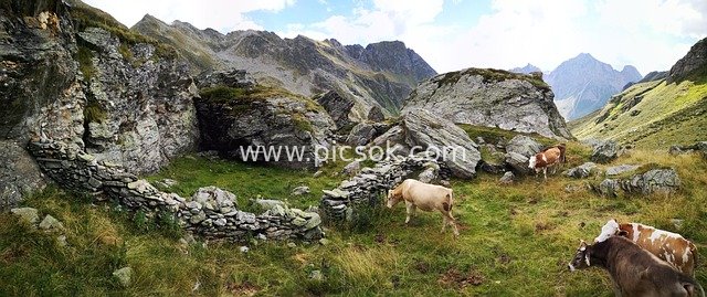 Picturesque Alpine Village Scenery with Cattle Grazing by Valley Ruins