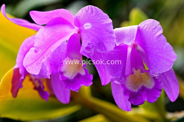 紫色兰花特写 兰科花卉娇艳绽放的自然之美