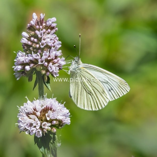 White Butterfly Resting on Clusters of Pink-Purple Flowers – Close-Up of Natural Insect Ecology