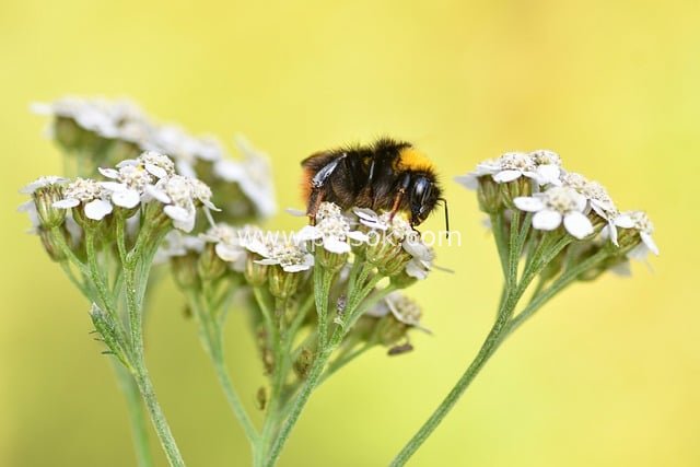 Macro Close-up: Bumblebee Pollinating White Tiny Flowers in Natural Ecology