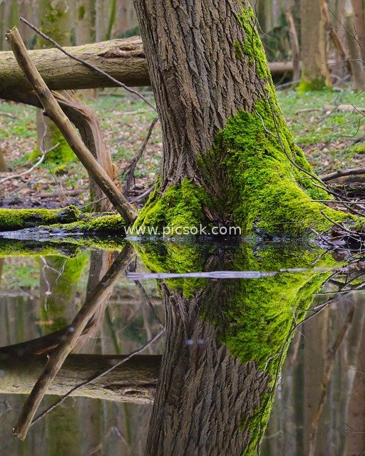 Forest Trunk Moss Reflection: Serene Ecological Landscape by Natural Lake