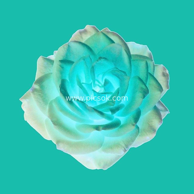 Teal Glowing Rose Art Wallpaper: Fresh and Beautiful Floral Background