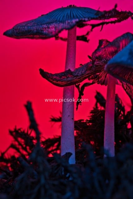 Blue-Purple Mushrooms Against Neon Red Background: Macro Close-Up of Autumn Forest