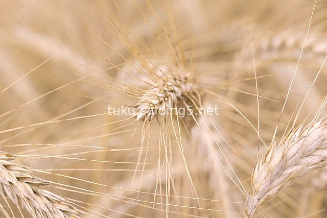 金黄麦穗特写 农业丰收自然景观素材