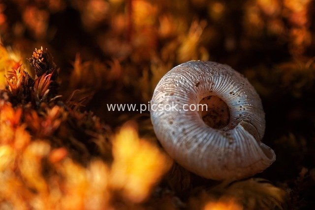 snail shell, moss, micro, inverted lens, macro