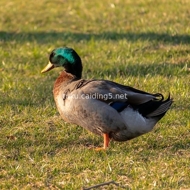 绿头鸭漫步草坪 自然田园中的灵动水禽