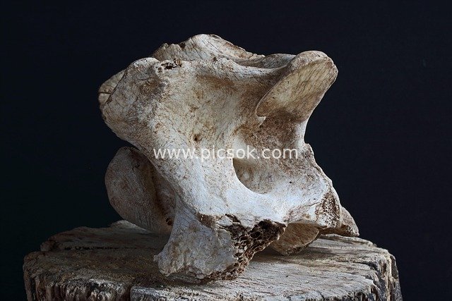 Close-up of a Dried, Aged Animal Vertebra Fossil Specimen