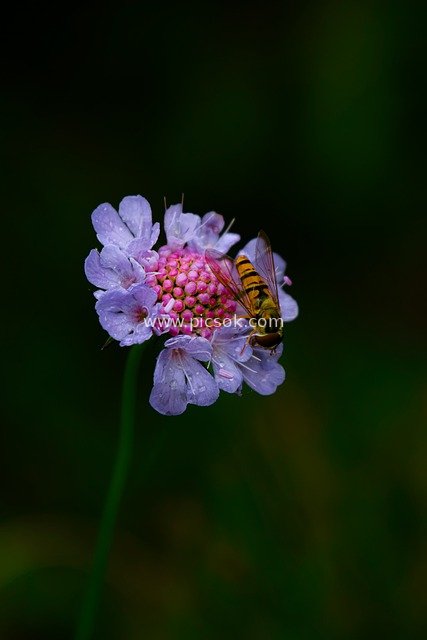 带露紫花与蜜蜂 自然清新花卉特写