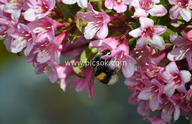 春日锦带花上的熊蜂采蜜美景
