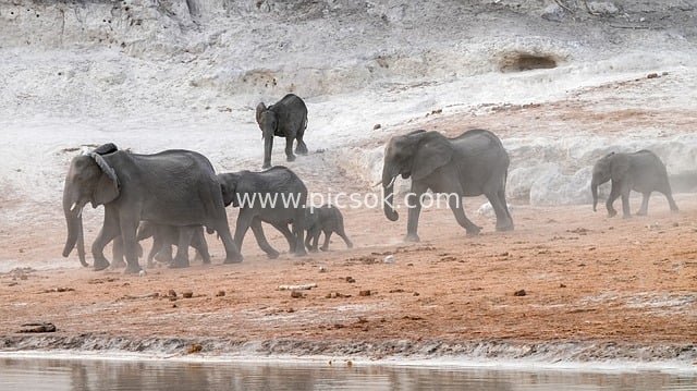 非洲象群在干旱沙地寻水源的自然场景