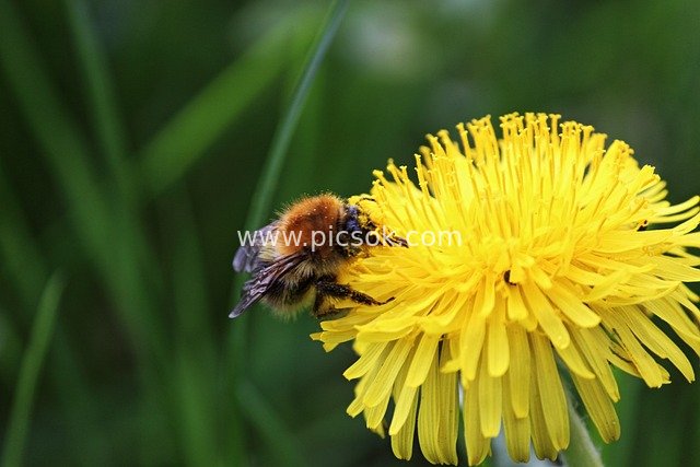Close-Up of a Bee Collecting Nectar & Pollinating Yellow Dandelions in Spring