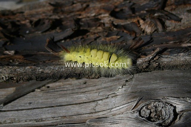 Macro Close-Up of a Yellow Caterpillar Crawling on Rotten Wood – Butterfly Developmental Stage