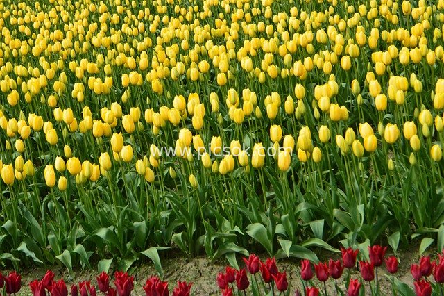 Skagit Valley Tulip Fields: A Gorgeous Blooming Sea of Flowers in Spring