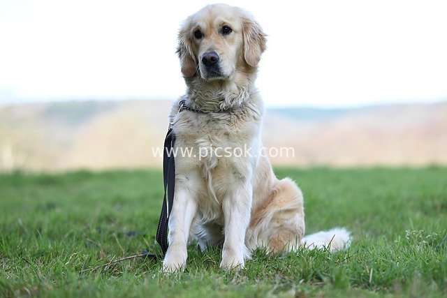 温顺金毛寻回犬户外肖像 宠物自然场景写真
