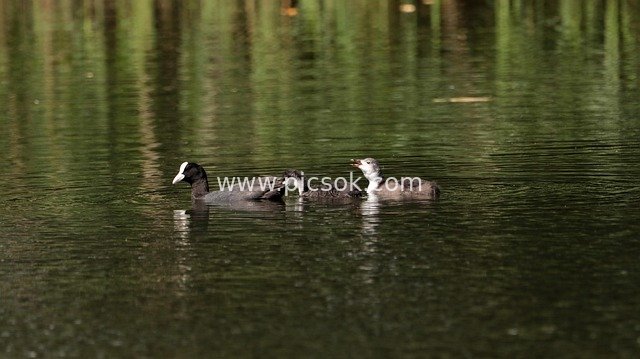 Eurasian Coot Parents and Chicks Swimming on the Lake – A Natural Waterfowl Parent-Child Scene