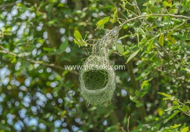 Exquisitely Woven Hanging Nest of Weaverbird – Natural Wildlife Scene