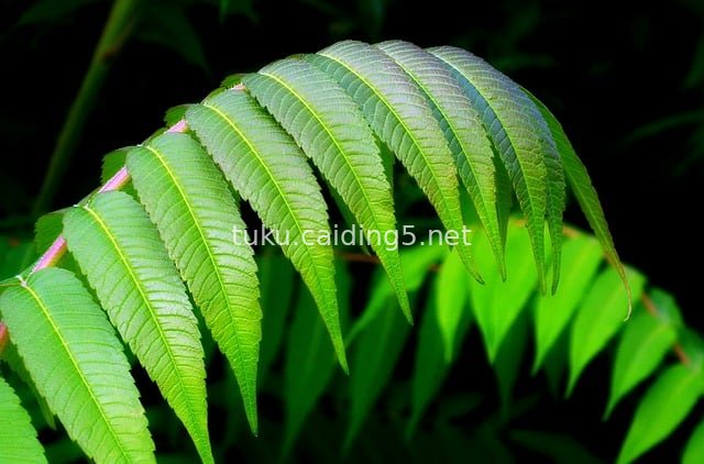 夏日漆树鲜绿羽状复叶特写