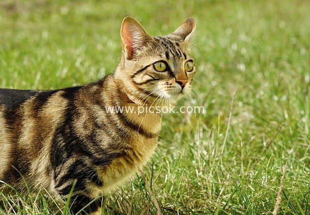 Adorable Tabby Cat Standing on Green Grass, Gazing Intently - Wallpaper