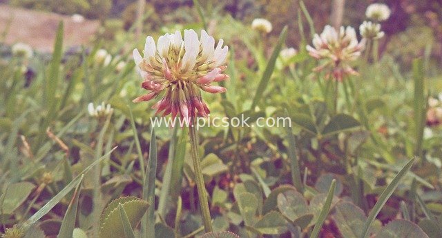 Fresh Spring Scene of Natural Meadow with Blooming Clover Flowers